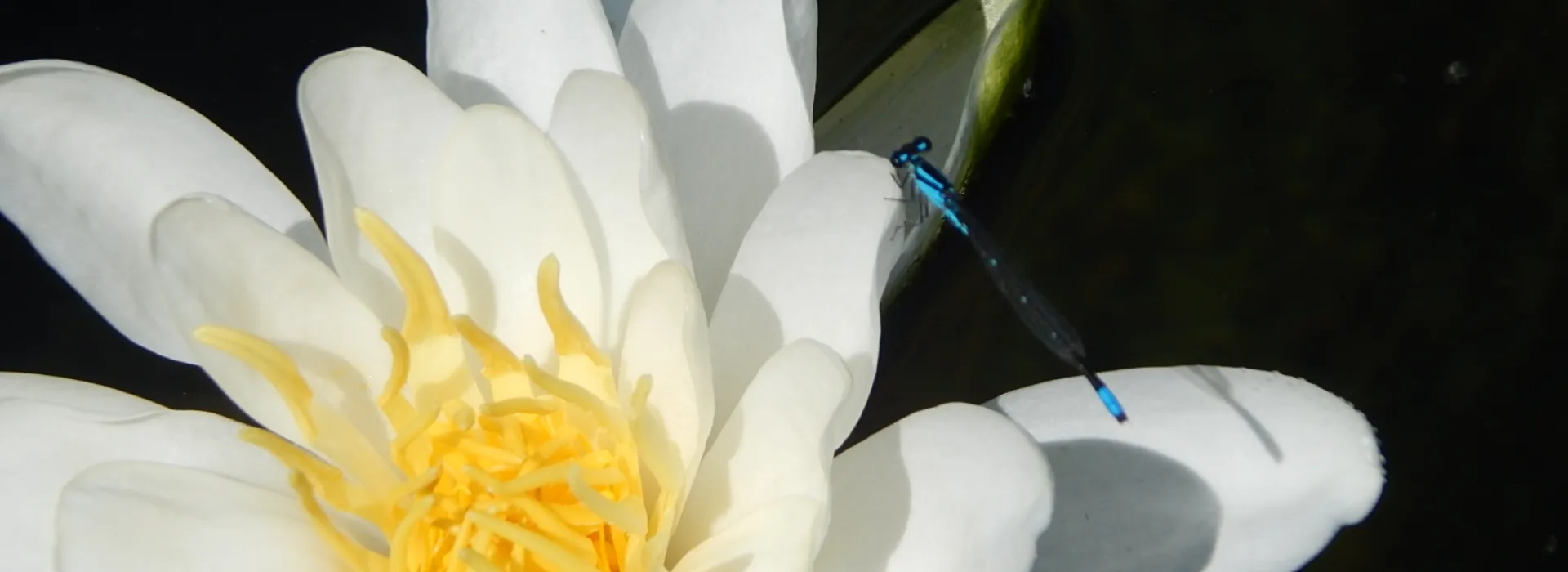 damsel fly on a water lily