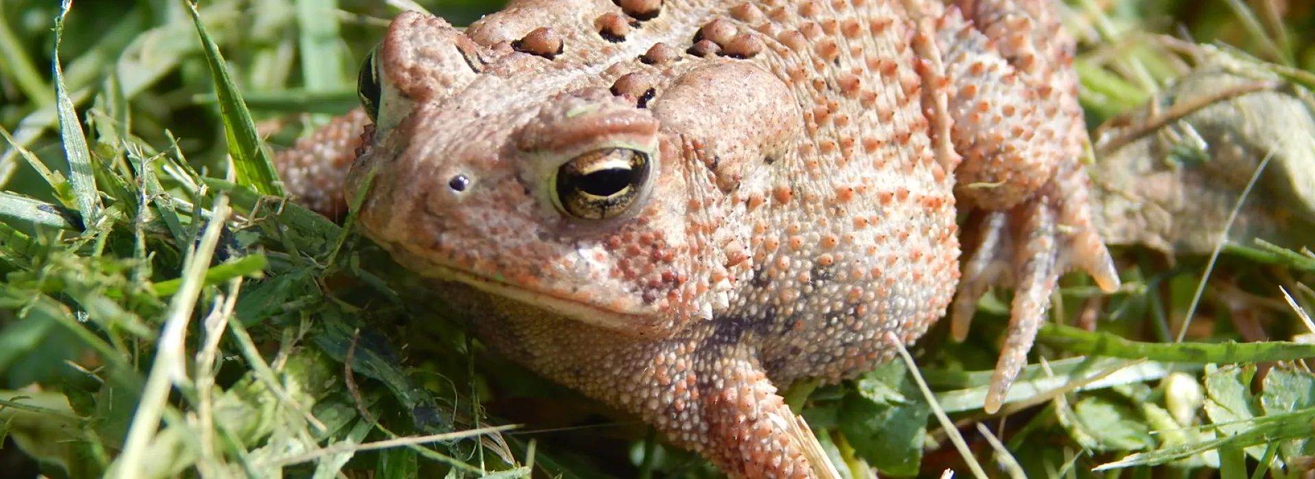 close up of a small toad