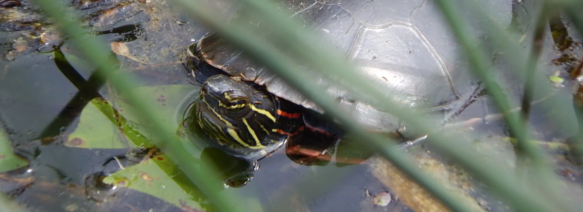 a painted turtle among the reeds and lilypads