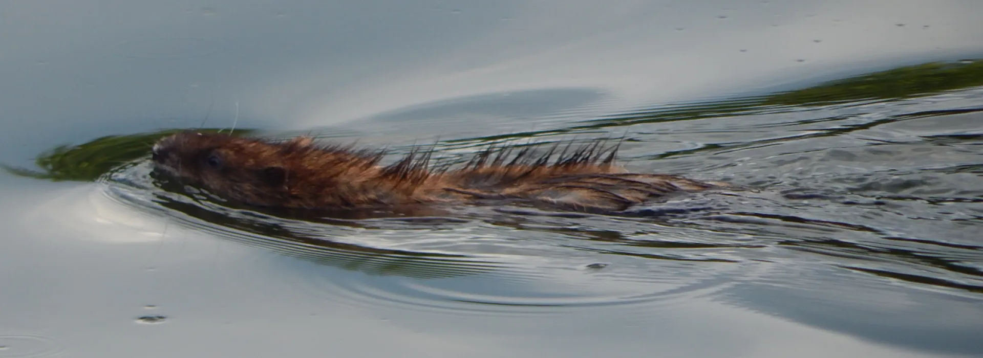 a muskrat swimming in the water