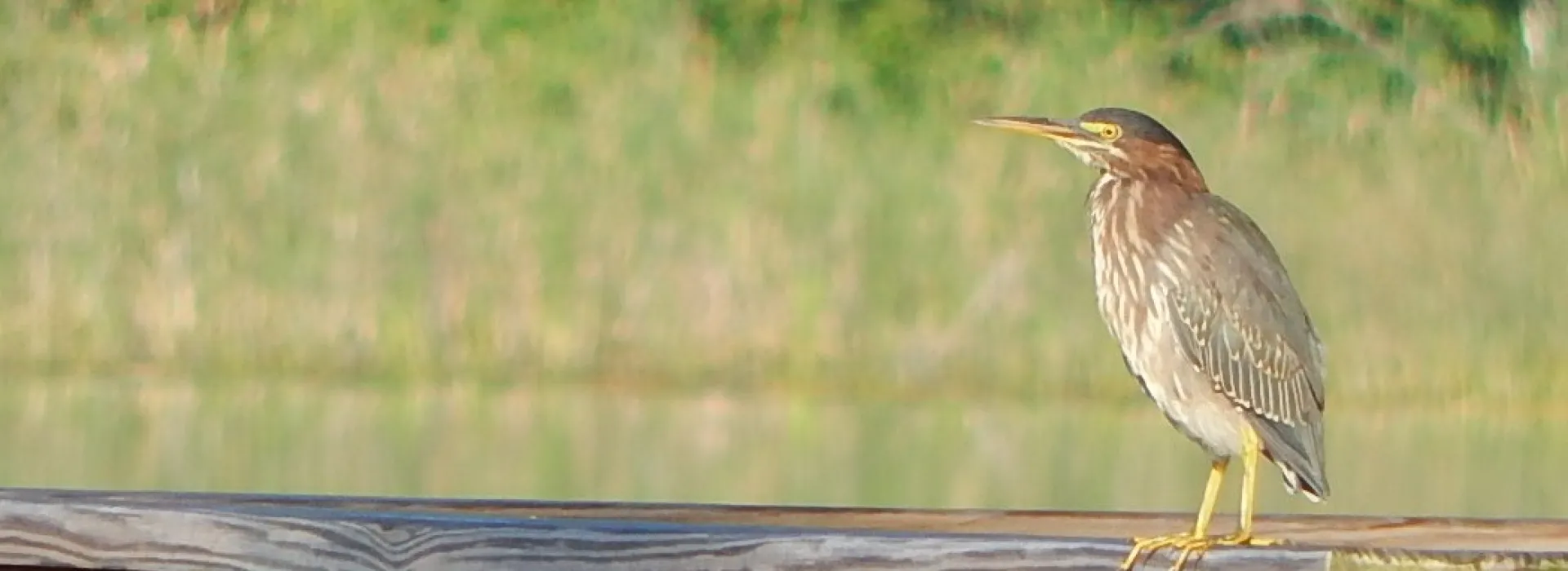 a green heron sitting on the fishing dock railing