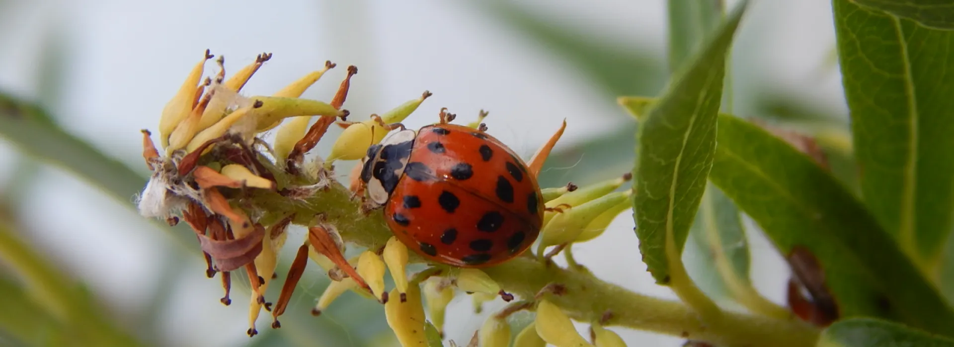 ladybug on leaf