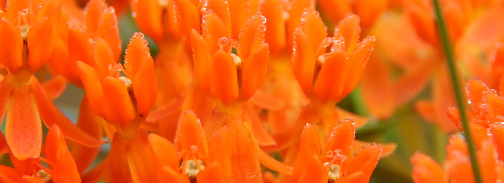 Orange flowers